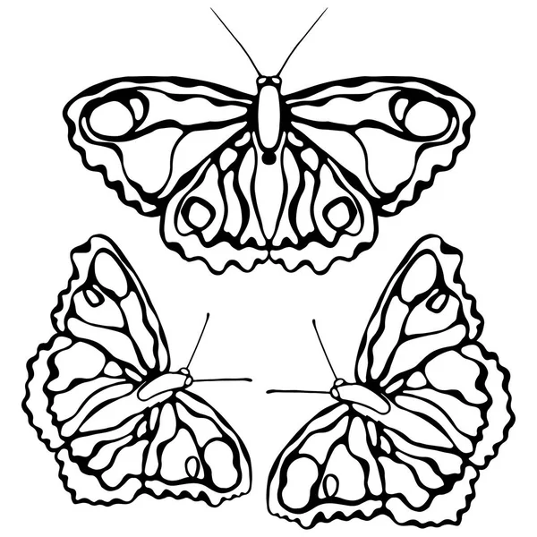 Borboletas isoladas em fundo branco. Projeto borboleta. Objetos para colorir . — Vetor de Stock