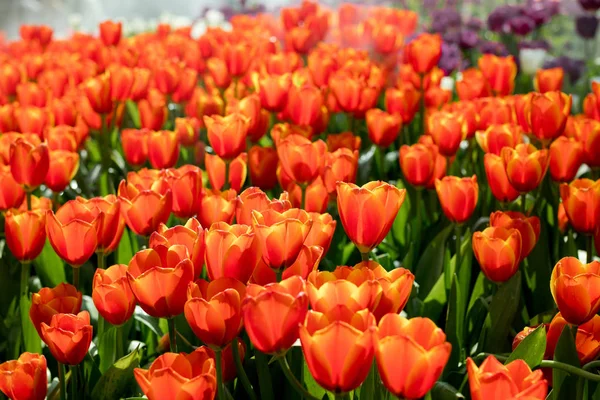 Fresh Orange Tulips Garden — Stock Photo, Image