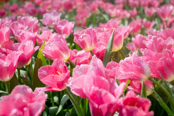 花园里的新鲜粉红色郁金香 — 图库照片