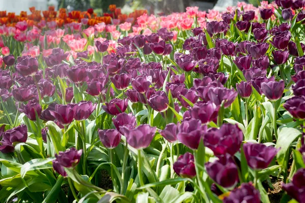 Свежие Фиолетовые Тюльпаны Саду — стоковое фото