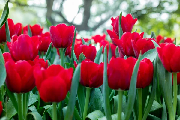 Fresh Red Tulips Garden — Stock Photo, Image