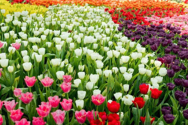 정원에서 신선한 다채로운 — 스톡 사진