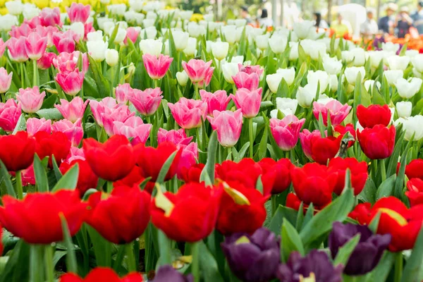 Fresh Colorful Tulips Garden — Stock Photo, Image