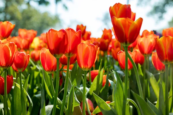 Fresh Orange Tulips Garden — Stock Photo, Image