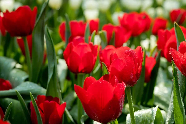 Свежий Красный Тюльпан Саду — стоковое фото