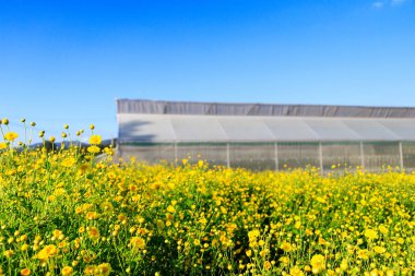 Kasımpatı çiçeği alan mavi gökyüzü ile.