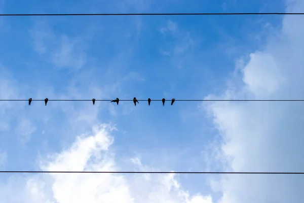 Birds on the wires with blue sky and cloud.
