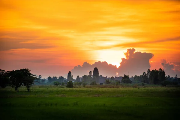 Grünes Reisfeld Bei Sonnenuntergang — Stockfoto