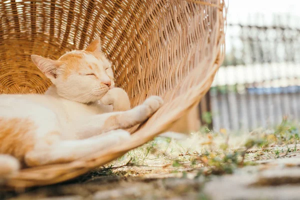 Cute cat in basket. Best friend concept.