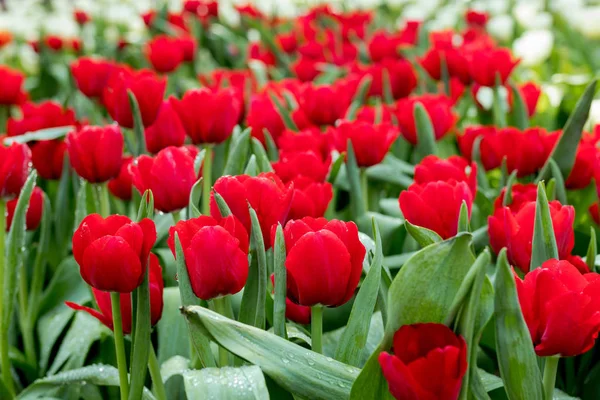 Свежий Красный Тюльпан Саду — стоковое фото
