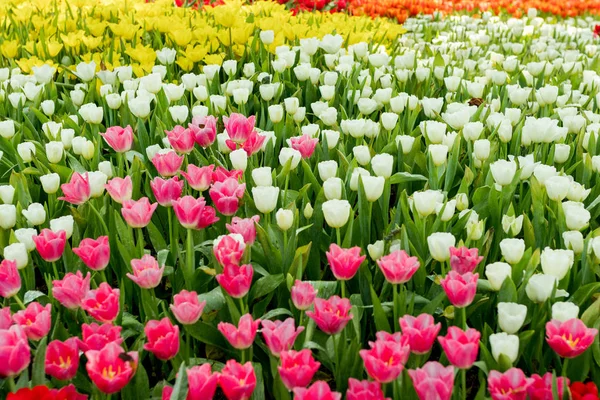 Fresh Colorful Tulips Garden — Stock Photo, Image