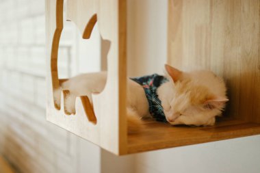 sevimli küçük kedi uyku.