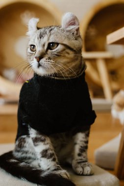 Halı üzerinde oturan sevimli kedicik.