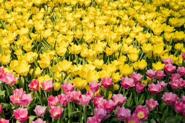 Fresh Colorful Tulips Garden — Stock Photo, Image