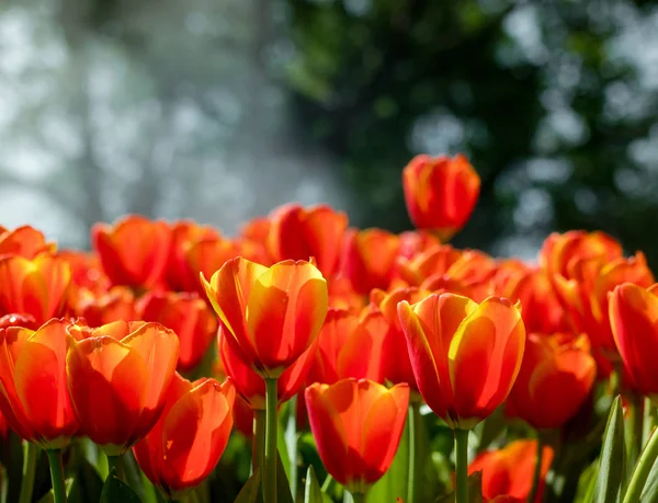 Свежие Оранжевые Тюльпаны Саду — стоковое фото