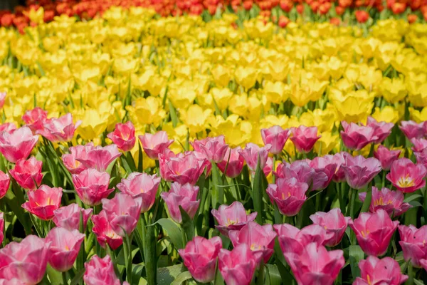 Свежие Красочные Тюльпаны Саду — стоковое фото