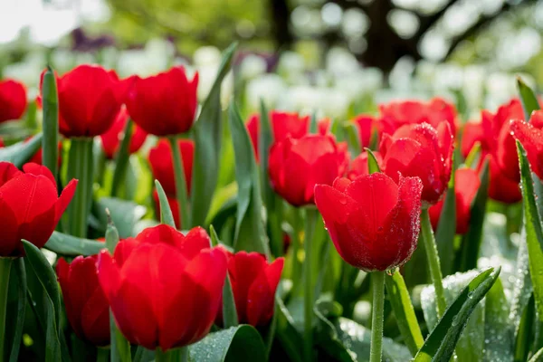 Fresh Red Tulips Garden — Stock Photo, Image