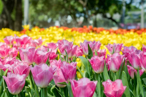 Свежие Красочные Тюльпаны Саду — стоковое фото