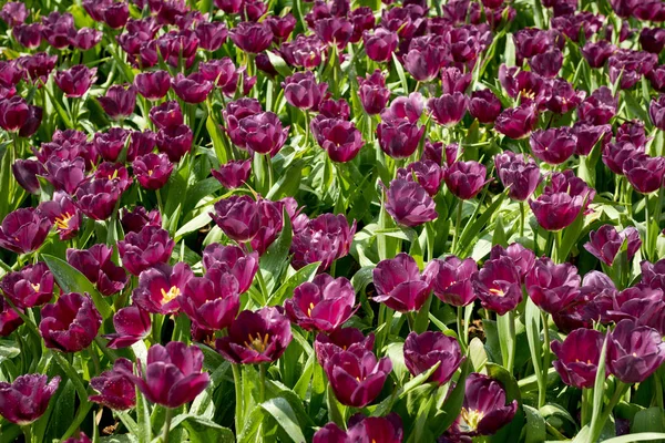 Świeże Fioletowe Tulipany Ogrodzie — Zdjęcie stockowe