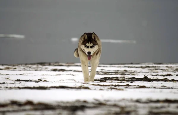 Husky Hund Rennt Auf Hund — Stockfoto