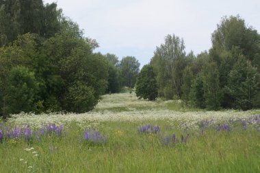 sakin bir yaz gününde çiçek Motley çim