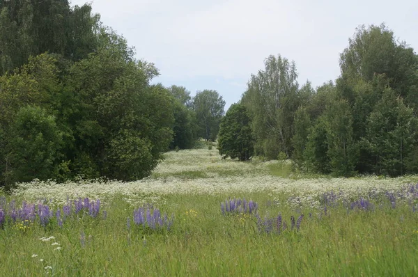 sakin bir yaz gününde çiçek Motley çim