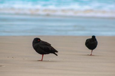 Değişken oystercatcher, Sandfly Bay, Otago Yarımadası, South Island, Yeni Zelanda