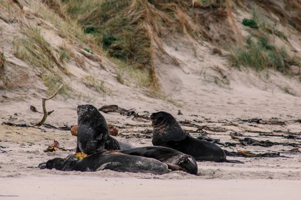 Lwy Morskie Plaży Otago Półwysep Wyspa Południowa Nowa Zelandia — Zdjęcie stockowe