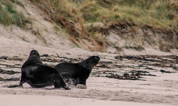 Zeeleeuwen Het Strand Van Otago Peninsula Zuid Eiland Nieuw Zeeland — Stockfoto