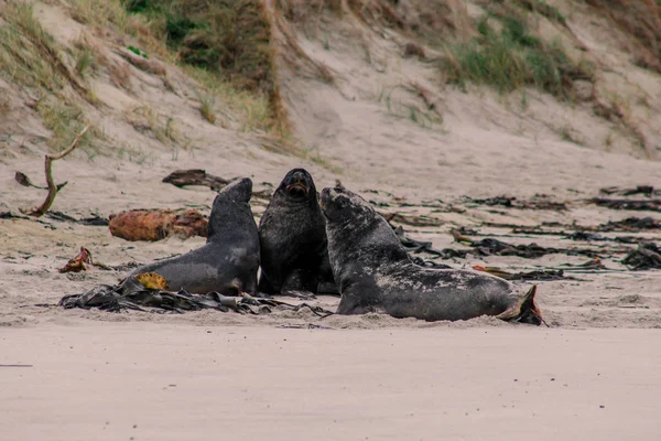 Zeeleeuwen Het Strand Van Otago Peninsula Zuid Eiland Nieuw Zeeland — Stockfoto