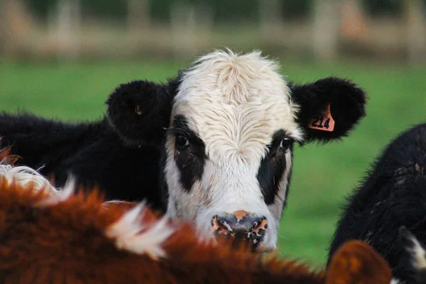 Cow Farm Looking Camera Methven South Island New Zealand — Stock Photo, Image