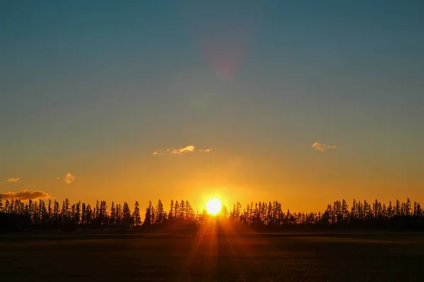 Złotego Słońca Nowej Zelandii — Zdjęcie stockowe