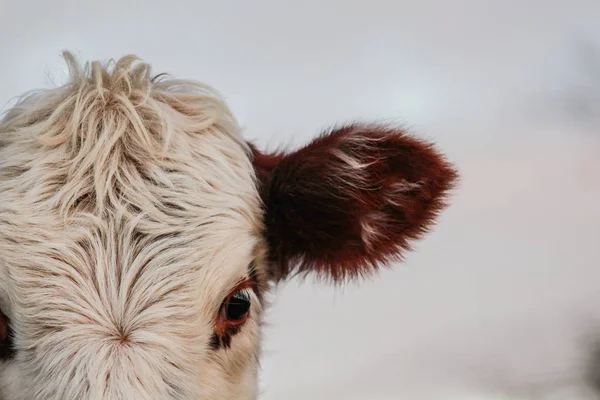 Part Cow Head Animal Face Looking Camera — Stock Photo, Image