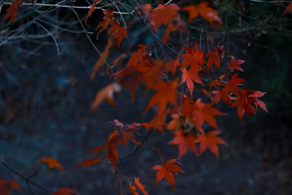 Hojas Coloridas Otoño Árbol Durante Puesta Del Sol Nueva Zelanda — Foto de Stock