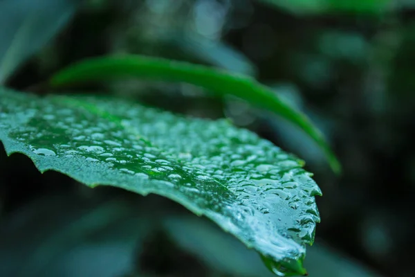 Primer Plano Hoja Verde Cubierta Con Gotas Agua Selva Tropical — Foto de Stock