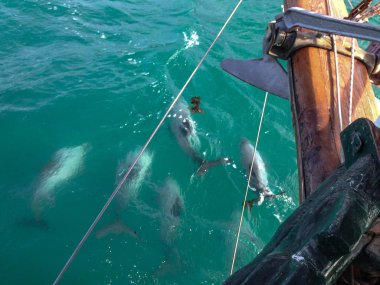 Akaroa, South Island, Yeni Zelanda bota yanındaki yüzme Hector'un yunuslar