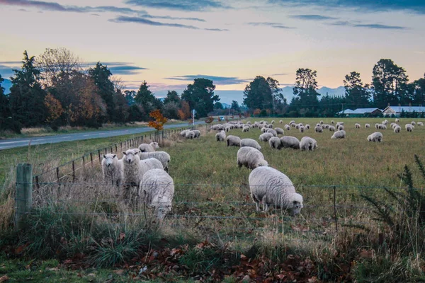 Flock Sheep New Zealand — Stock Photo, Image