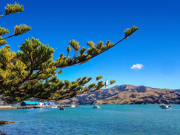 Akaroa Ville Île Sud Nouvelle Zélande — Photo