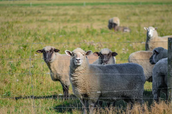 Several Sheep Green Field Looking Camera Photographer — Stock Photo, Image