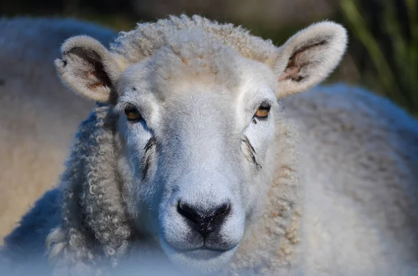 Single Sheep Looking Camera Photographer — Stock Photo, Image