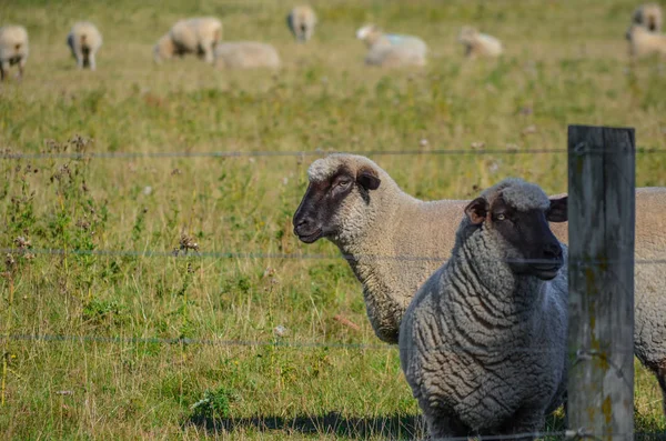 Several Sheep Green Field Looking Camera Photographer — Stock Photo, Image