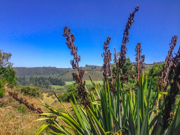 Malerische Rakaia Schlucht Und Rakaia Fluss Auf Der Südinsel Neuseelands — Stockfoto
