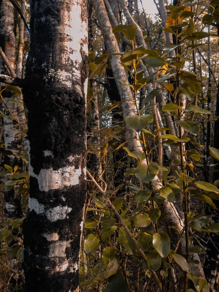 Mount Hutt Forest Ilha Sul Nova Zelândia — Fotografia de Stock