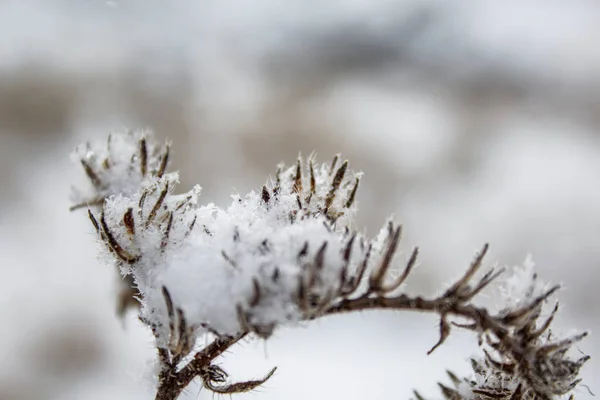 Växter Som Täcks Snö Vintertid Sydön Nya Zeeland — Stockfoto