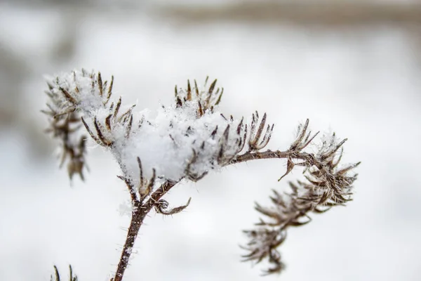 Växter Som Täcks Snö Vintertid Sydön Nya Zeeland — Stockfoto