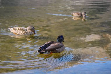 Göl Pearson / Moana Rua yaban hayatı Sığınağı, South Island, Yeni Zelanda