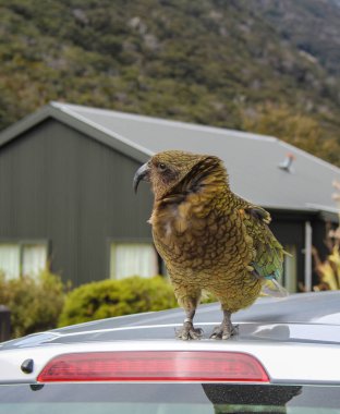 Arthur's Pass village, Canterbury, Yeni Zelanda arabada üstüne oturan kea papağan