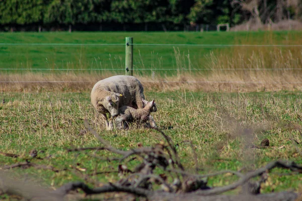 Sheep Family New Zealand Ewe Lamb Green Field — Stock Photo, Image