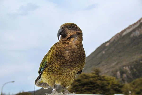 Loro Kea Sentado Parte Superior Del Coche Aldea Arthur Pass — Foto de Stock