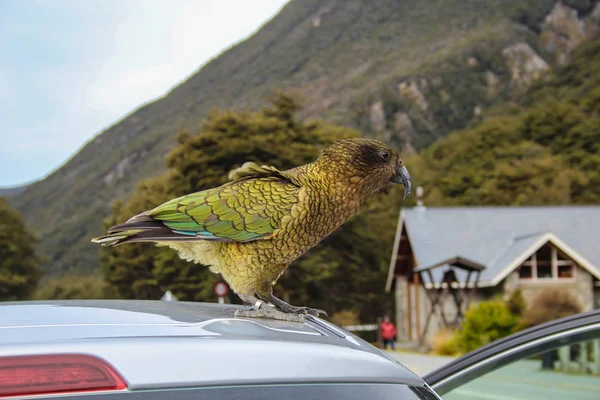 Arthur's Pass village, Canterbury, Yeni Zelanda arabada üstüne oturan kea papağan